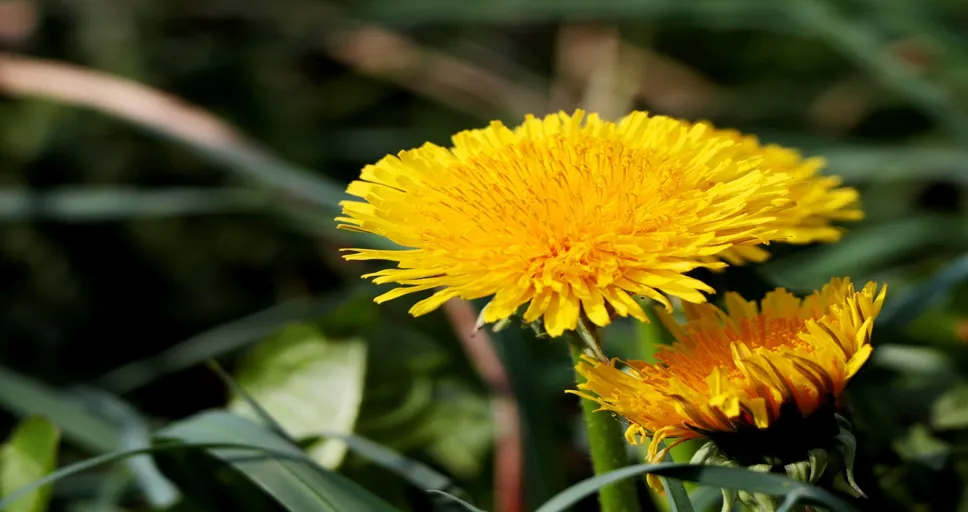 sun conjunct venus composite - dandelion, yellow, nature