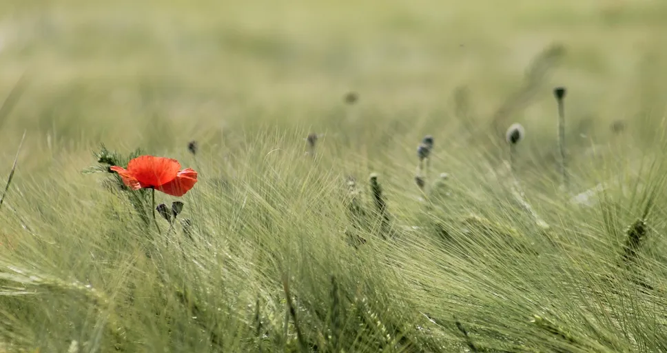 9th house chiron - field, meadow, poppy