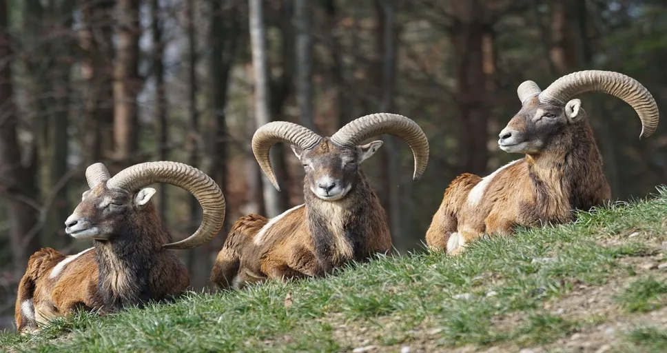 pluto aries - mouflon, aries, horned