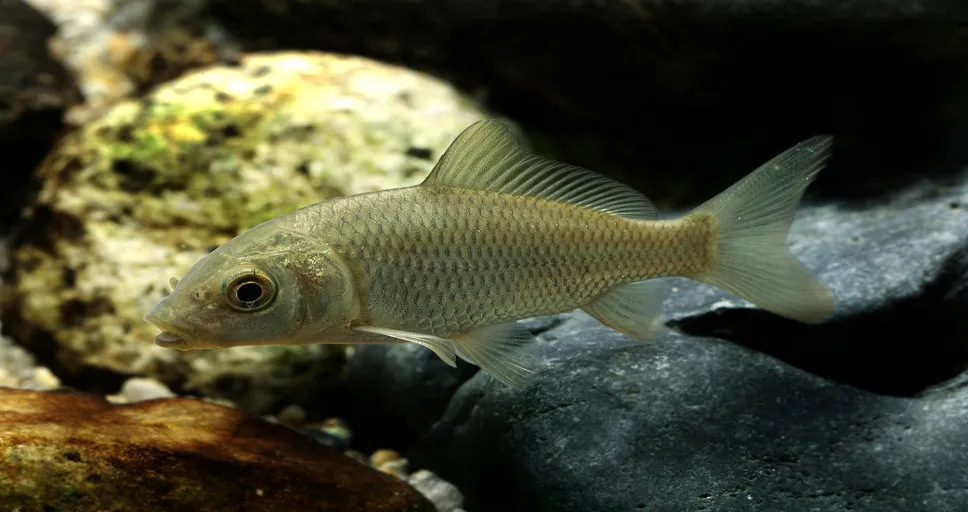 pisces descendant - carp, freshwater fish, pisces